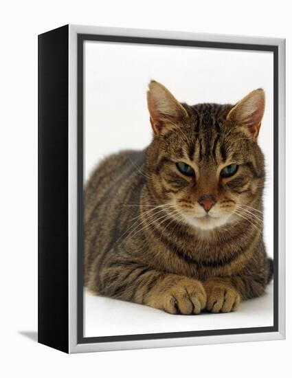 Domestic Cat, Striped Tabby Male-Jane Burton-Framed Premier Image Canvas