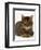 Domestic Cat, Striped Tabby Male-Jane Burton-Framed Premium Photographic Print