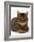 Domestic Cat, Striped Tabby Male-Jane Burton-Framed Photographic Print