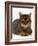 Domestic Cat, Striped Tabby Male-Jane Burton-Framed Photographic Print