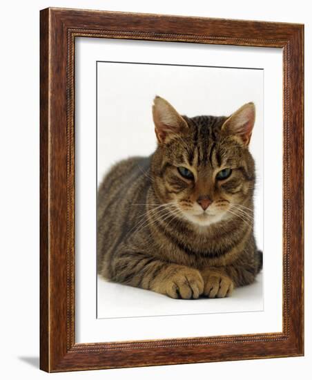 Domestic Cat, Striped Tabby Male-Jane Burton-Framed Photographic Print