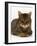 Domestic Cat, Striped Tabby Male-Jane Burton-Framed Photographic Print