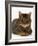 Domestic Cat, Striped Tabby Male-Jane Burton-Framed Photographic Print