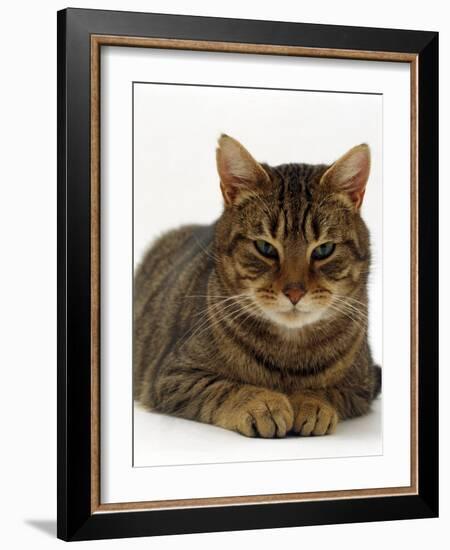 Domestic Cat, Striped Tabby Male-Jane Burton-Framed Photographic Print