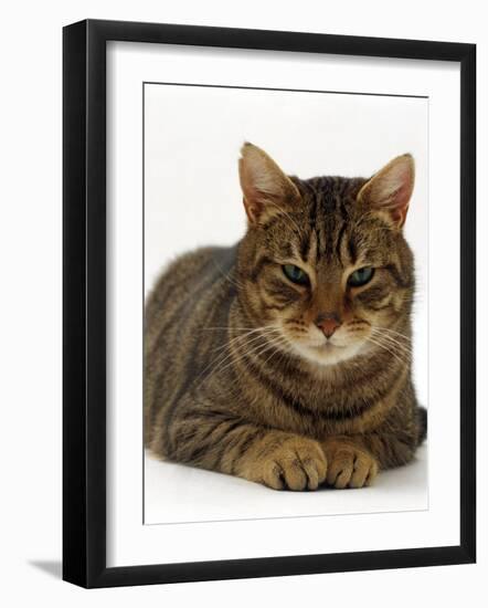 Domestic Cat, Striped Tabby Male-Jane Burton-Framed Photographic Print