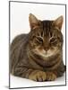 Domestic Cat, Striped Tabby Male-Jane Burton-Mounted Photographic Print