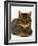 Domestic Cat, Striped Tabby Male-Jane Burton-Framed Photographic Print