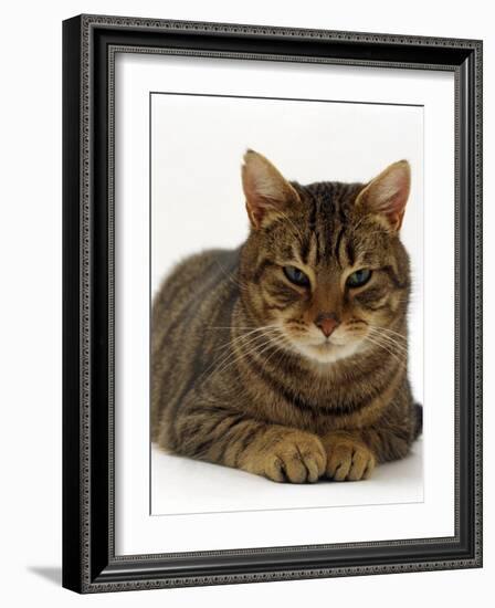 Domestic Cat, Striped Tabby Male-Jane Burton-Framed Photographic Print