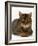 Domestic Cat, Striped Tabby Male-Jane Burton-Framed Photographic Print