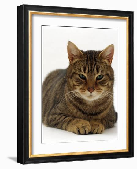 Domestic Cat, Striped Tabby Male-Jane Burton-Framed Photographic Print