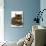 Domestic Cat, Striped Tabby Male-Jane Burton-Photographic Print displayed on a wall