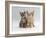 Domestic Cat, Tabby and Cream Kittens-Jane Burton-Framed Photographic Print