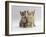 Domestic Cat, Tabby and Cream Kittens-Jane Burton-Framed Photographic Print