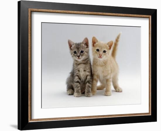 Domestic Cat, Tabby and Cream Kittens-Jane Burton-Framed Photographic Print