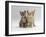 Domestic Cat, Tabby and Cream Kittens-Jane Burton-Framed Photographic Print