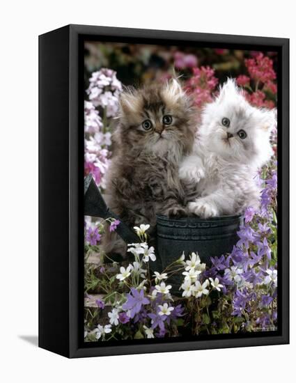 Domestic Cat, Tabby and Siver Chinchilla Persian Kittens, by Watering Can Among Bellflowers-Jane Burton-Framed Premier Image Canvas