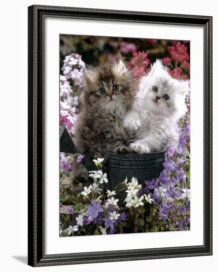 Domestic Cat, Tabby and Siver Chinchilla Persian Kittens, by Watering Can Among Bellflowers-Jane Burton-Framed Photographic Print