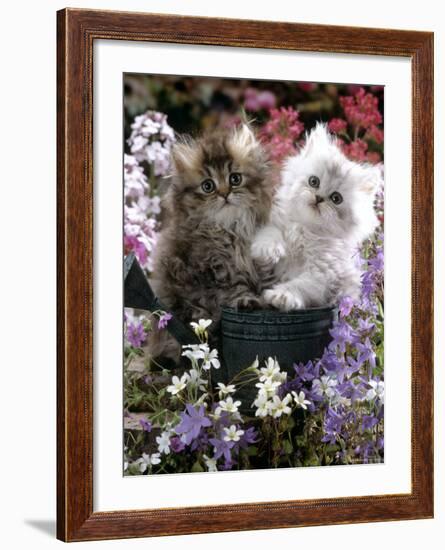 Domestic Cat, Tabby and Siver Chinchilla Persian Kittens, by Watering Can Among Bellflowers-Jane Burton-Framed Photographic Print