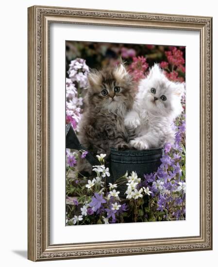 Domestic Cat, Tabby and Siver Chinchilla Persian Kittens, by Watering Can Among Bellflowers-Jane Burton-Framed Photographic Print