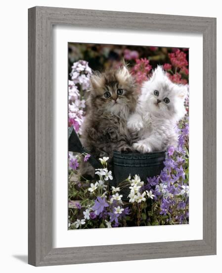 Domestic Cat, Tabby and Siver Chinchilla Persian Kittens, by Watering Can Among Bellflowers-Jane Burton-Framed Photographic Print