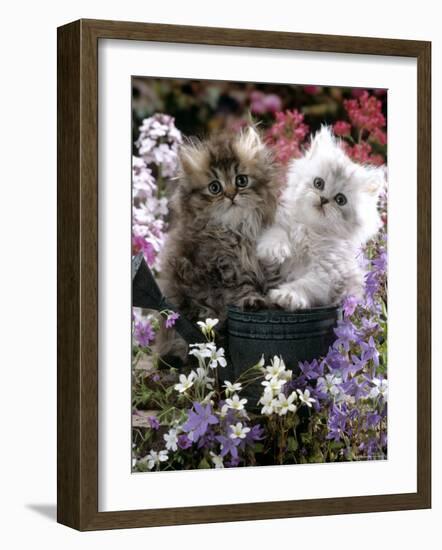 Domestic Cat, Tabby and Siver Chinchilla Persian Kittens, by Watering Can Among Bellflowers-Jane Burton-Framed Photographic Print