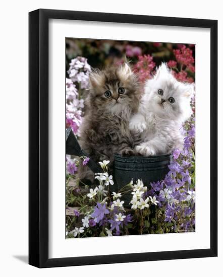 Domestic Cat, Tabby and Siver Chinchilla Persian Kittens, by Watering Can Among Bellflowers-Jane Burton-Framed Photographic Print