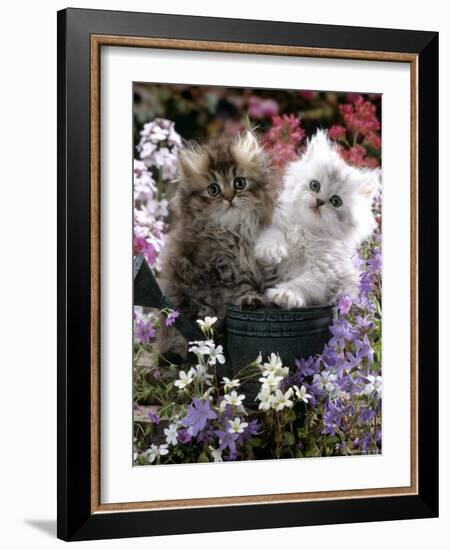 Domestic Cat, Tabby and Siver Chinchilla Persian Kittens, by Watering Can Among Bellflowers-Jane Burton-Framed Photographic Print