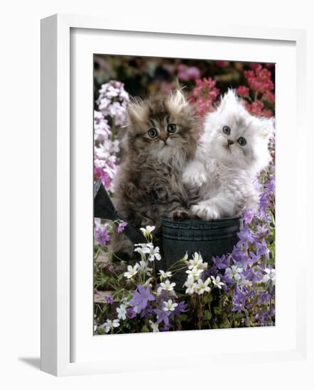 Domestic Cat, Tabby and Siver Chinchilla Persian Kittens, by Watering Can Among Bellflowers-Jane Burton-Framed Photographic Print