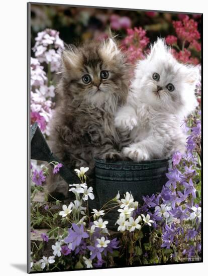 Domestic Cat, Tabby and Siver Chinchilla Persian Kittens, by Watering Can Among Bellflowers-Jane Burton-Mounted Photographic Print