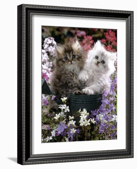 Domestic Cat, Tabby and Siver Chinchilla Persian Kittens, by Watering Can Among Bellflowers-Jane Burton-Framed Photographic Print