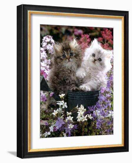 Domestic Cat, Tabby and Siver Chinchilla Persian Kittens, by Watering Can Among Bellflowers-Jane Burton-Framed Photographic Print