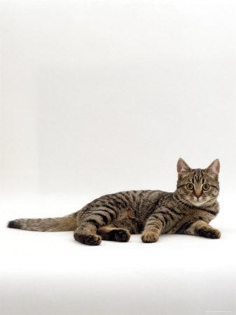 Domestic Cat, Tabby Chinchilla Burmese 