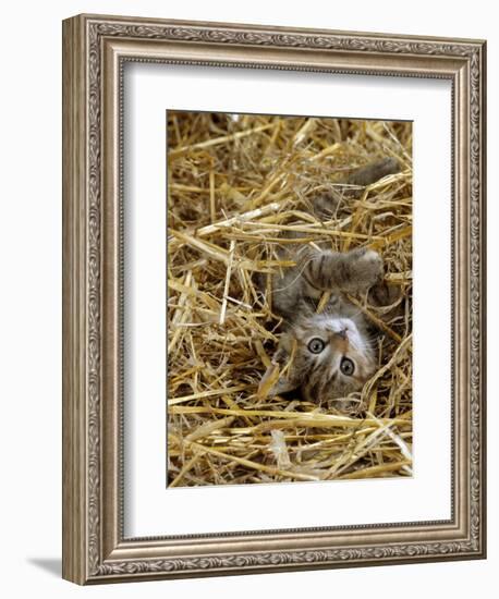 Domestic Cat, Tabby Farm Kitten Playing in Straw-Jane Burton-Framed Premium Photographic Print