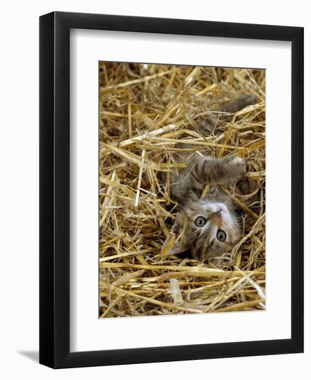 Domestic Cat, Tabby Farm Kitten Playing in Straw-Jane Burton-Framed Premium Photographic Print