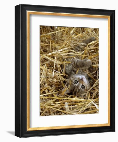 Domestic Cat, Tabby Farm Kitten Playing in Straw-Jane Burton-Framed Premium Photographic Print