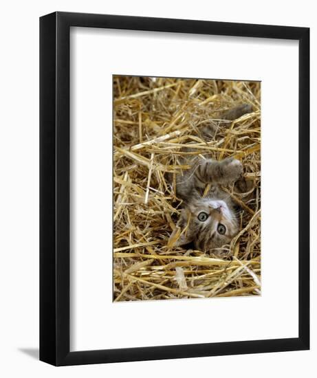 Domestic Cat, Tabby Farm Kitten Playing in Straw-Jane Burton-Framed Premium Photographic Print