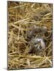 Domestic Cat, Tabby Farm Kitten Playing in Straw-Jane Burton-Mounted Photographic Print