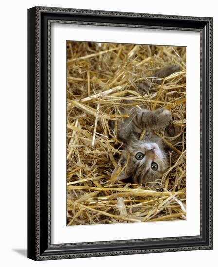 Domestic Cat, Tabby Farm Kitten Playing in Straw-Jane Burton-Framed Photographic Print