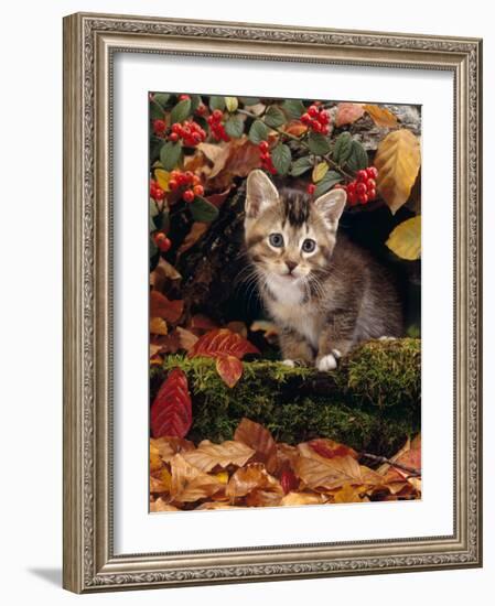 Domestic Cat, Tabby Kitten Among Autumn Leaves and Cottoneaster Berries-Jane Burton-Framed Photographic Print