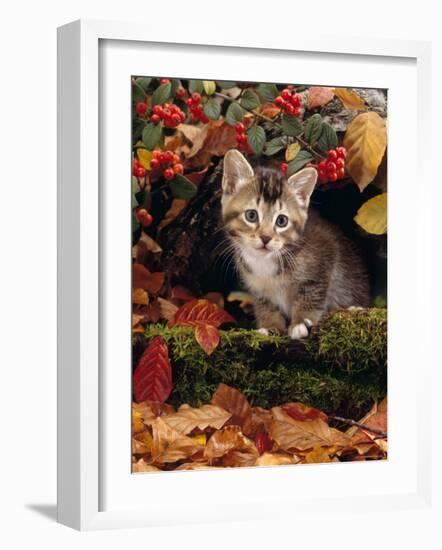 Domestic Cat, Tabby Kitten Among Autumn Leaves and Cottoneaster Berries-Jane Burton-Framed Photographic Print