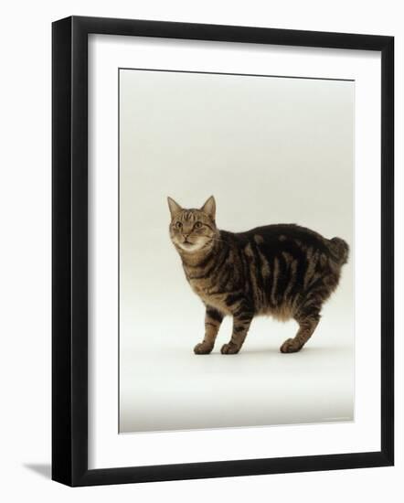 Domestic Cat, Tabby Manx No Tail-Jane Burton-Framed Photographic Print