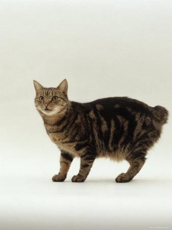 cat with no tail