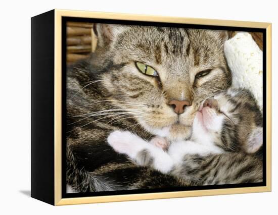 Domestic Cat, Tabby Mother and Her Sleeping 2-Week Kitten-Jane Burton-Framed Premier Image Canvas
