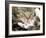 Domestic Cat, Tabby Mother and Her Sleeping 2-Week Kitten-Jane Burton-Framed Photographic Print