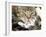 Domestic Cat, Tabby Mother and Her Sleeping 2-Week Kitten-Jane Burton-Framed Photographic Print