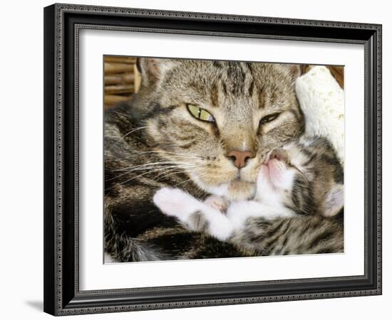 Domestic Cat, Tabby Mother and Her Sleeping 2-Week Kitten-Jane Burton-Framed Photographic Print