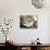 Domestic Cat, Tabby Mother and Her Sleeping 2-Week Kitten-Jane Burton-Photographic Print displayed on a wall