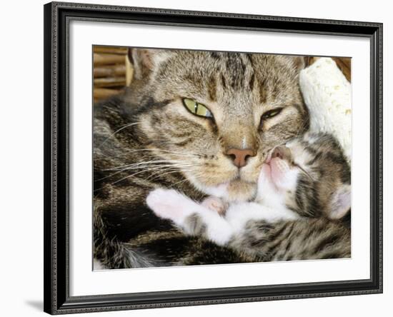 Domestic Cat, Tabby Mother and Her Sleeping 2-Week Kitten-Jane Burton-Framed Photographic Print
