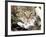 Domestic Cat, Tabby Mother and Her Sleeping 2-Week Kitten-Jane Burton-Framed Photographic Print