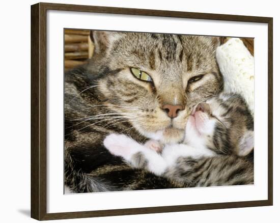 Domestic Cat, Tabby Mother and Her Sleeping 2-Week Kitten-Jane Burton-Framed Photographic Print